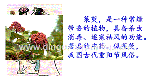 部編人教版小學(xué)語文三年級下冊鏈接：茱萸課件