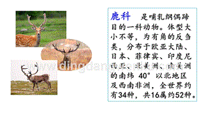 部編人教版小學語文三年級下冊鏈接1：鹿和獅子課件