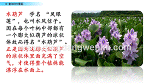 部編人教版小學語文三年級下冊 鏈接一：水葫蘆 課件