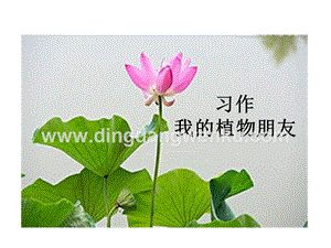 部編人教版小學語文三年級下冊 習作：我的植物朋友 課件