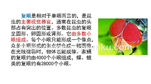 部編人教版小學語文三年級下冊鏈接1：復眼課件