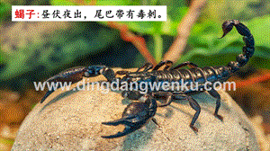 部編人教版小學語文六年級下冊 鏈接1：蝎子 課件