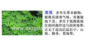部編人教版小學(xué)語(yǔ)文三年級(jí)下冊(cè) 鏈接1：蔞蒿和蘆芽 課件