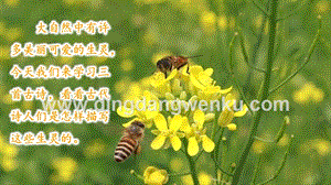 部編人教版小學(xué)語(yǔ)文三年級(jí)下冊(cè)1古詩(shī)三首課件
