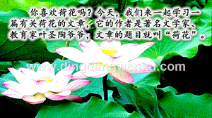部編人教版小學語文三年級下冊 3 荷花 課件