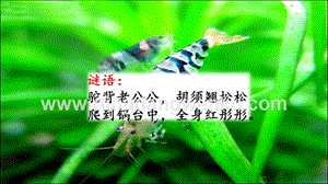 部編人教版小學語文三年級下冊 15 小蝦 課件