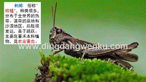部編人教版小學(xué)語文三年級下冊鏈接5：土螞蚱課件