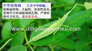部編人教版小學語文三年級下冊 鏈接4：尖頭綠螞蚱 課件