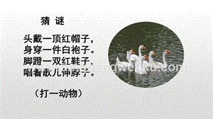 人教版部編版四年級下冊語文15白鵝ppt課件.pptx
