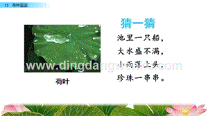 人教部編版（五四制）一年級(jí)下冊(cè)語(yǔ)文13荷葉圓圓ppt課件.pptx
