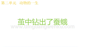 2020版教科版三年級下冊科學(xué)2.5繭中鉆出了蠶蛾 教學(xué)課件.pptx