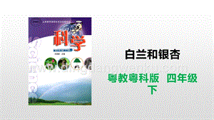 粵教版四年級下冊科學(xué)白蘭和銀杏課件PPT課件.pptx