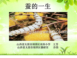 教科版三年級下冊科學蠶的一生教學課件.pptx