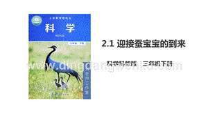 2020版教科版三年級下冊科學2.1迎接蠶寶寶的到來（課件）.ppt