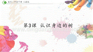 人美版小學(xué)美術(shù)二年級下冊3《認(rèn)識身邊的樹》課件.pptx