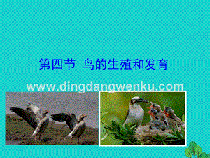 八年級生物下冊7.1.4鳥的生殖和發育課件.ppt