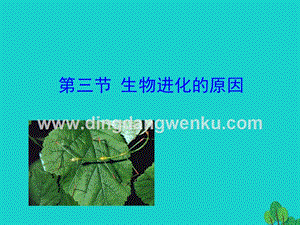 八年級生物下冊7.3.3生物進化的原因課件.ppt