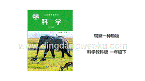 教科版一年級下冊科學2.3觀察一種動物課件.ppt