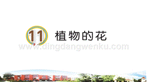 青島版小學科學三年級下冊11植物的花教學課件.ppt