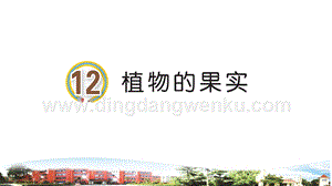 青島版小學科學三年級下冊12植物的果實教學課件.ppt