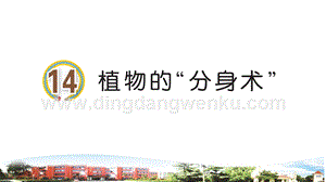 青島版小學科學三年級下冊14植物的分身術教學課件.ppt