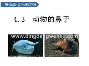 青島版（六三制）二年級下冊科學課件-第13課動物的鼻子(共13張PPT).pptx