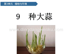 青島版（六三制）二年級上冊科學(xué)課件-第9課種大蒜(共11張PPT).pptx