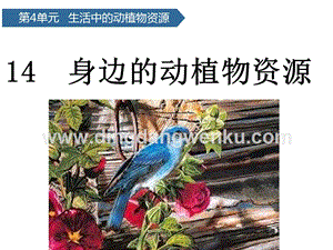 青島版（六三制）二年級上冊科學(xué)課件-第14課身邊的動植物資源(共13張PPT).pptx
