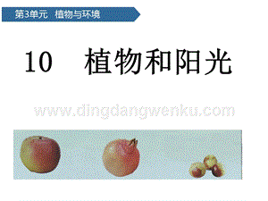 青島版（六三制）二年級上冊科學(xué)課件-第10課植物和陽光(共14張PPT).pptx