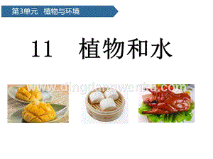 青島版（六三制）二年級上冊科學課件-第11課植物和水(共12張PPT).pptx