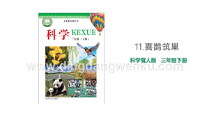 冀人版三年級下冊科學11.喜鵲筑巢 教學課件.pptx