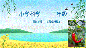 青島版（五四制）三年級下冊科學13.種辣椒課件.pptx