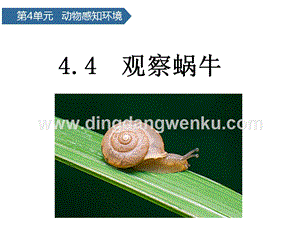 青島版二年級下冊科學第14課觀察蝸牛教學課件.pptx