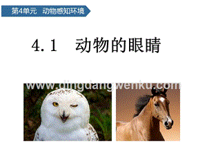 青島版二年級下冊科學第11課動物的眼睛 教學課件.pptx