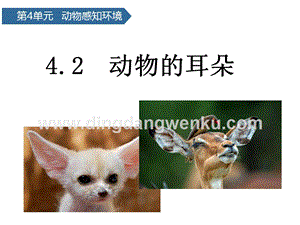 青島版二年級下冊科學第12課動物的耳朵 教學課件.pptx