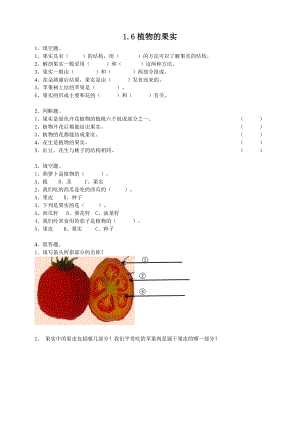 粵教粵科版四年級上冊科學《植物的果實》練習題附答案.doc