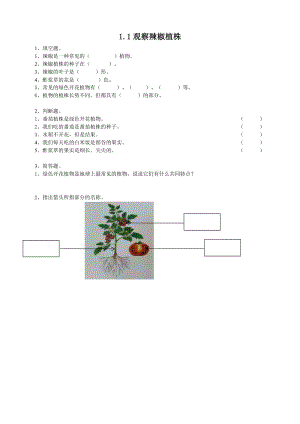 粵教粵科版四年級上冊科學觀察辣椒植株練習題附答案.doc