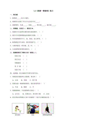 教科版一年級上冊科學1.2《觀察一棵植物》同步練習題附答案.doc