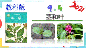 教科版四年級(jí)下冊(cè)科學(xué)1.4莖和葉課件.pptx