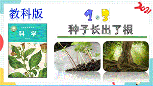 教科版四年級下冊科學1.3《種子長出了根》課件.pptx