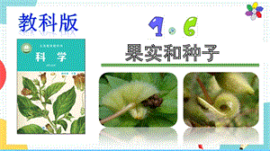 教科版四年級下冊科學1.6果實和種子課件.pptx