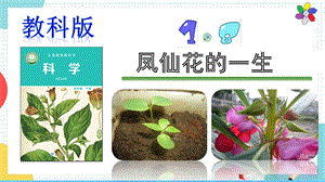 教科版四年級下冊科學1.8鳳仙花的一生課件.pptx