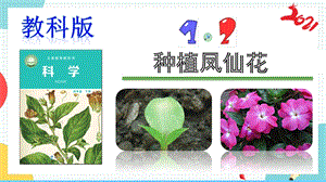 教科版四年級下冊科學(xué)1.2種植鳳仙花課件.pptx