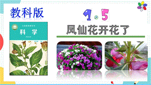 教科版四年級下冊科學1.5《鳳仙花開花了》課件.pptx