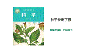 2021新教科版四年級(jí)下冊(cè)科學(xué)1.3《種子長(zhǎng)出了根》課件（29張PPT）+教案+練習(xí)題