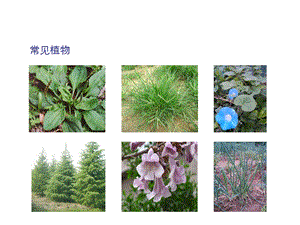 大象版一年級下冊科學2.1《認識常見植物》公開課課件（河南潘老師）.ppt