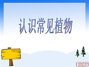 大象版一年級下冊科學2.1《認識常見植物》公開課課件（河南裴老師）.pptx