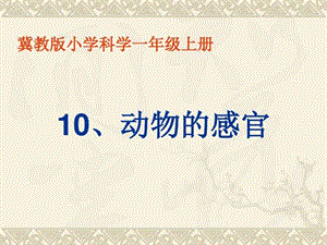 冀教版一年級上冊科學10動物的感官公開課課件（湖北郭老師市級優課）.pptx