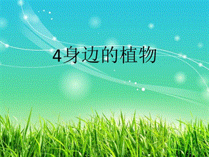 冀教版一年級上冊科學(xué)4《身邊的植物》公開課課件（河北候老師縣級優(yōu)課）.pptx