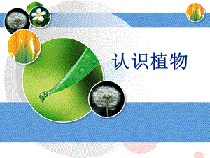 冀教版一年級上冊科學(xué)5《認(rèn)識(shí)植物》公開課課件（河北張老師縣級優(yōu)課）.ppt